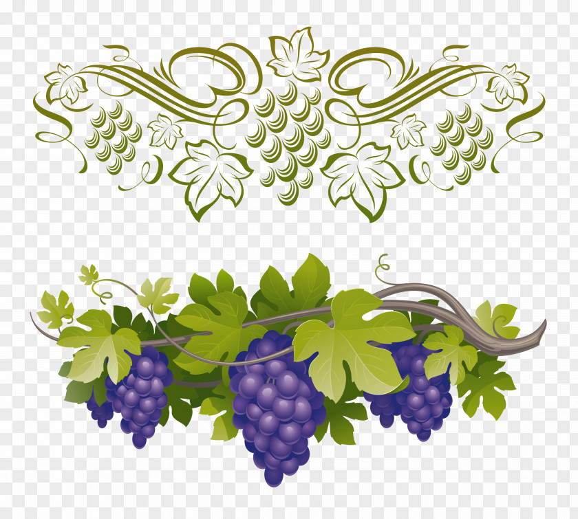 Grape Common Vine Vitis Amurensis PNG