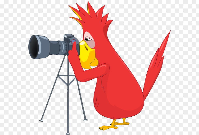 Parrot Camera Photographer Stock Photography Clip Art PNG