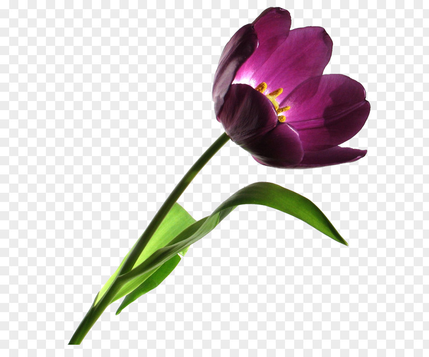 Thank You Floral Tulip Clip Art PNG