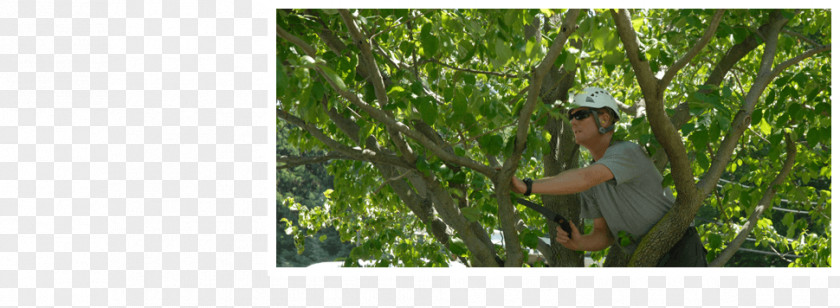 Weeping Willow Crop Allen's Tree Works Pruning Care PNG