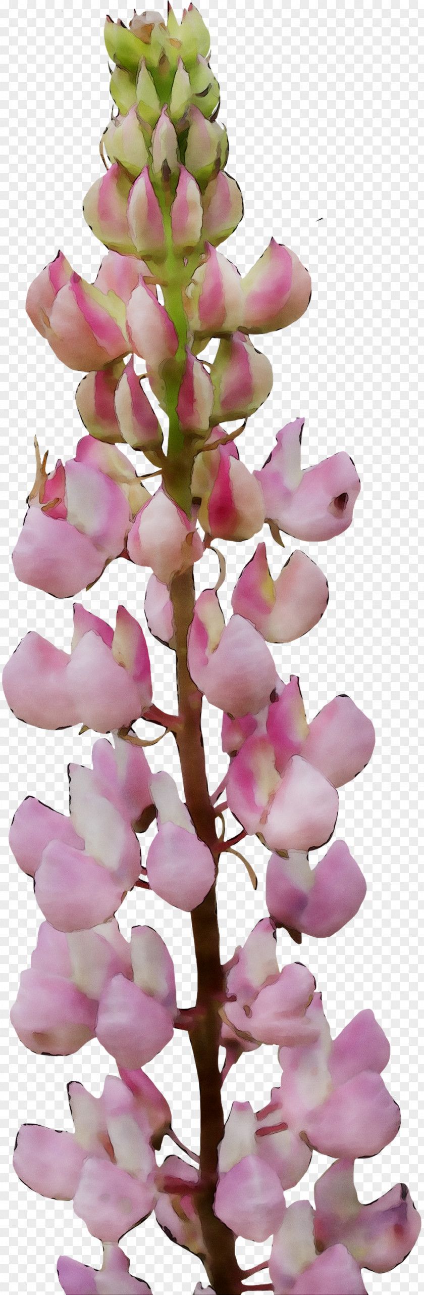 Foxgloves Flowering Plant Pink M Plants RTV PNG