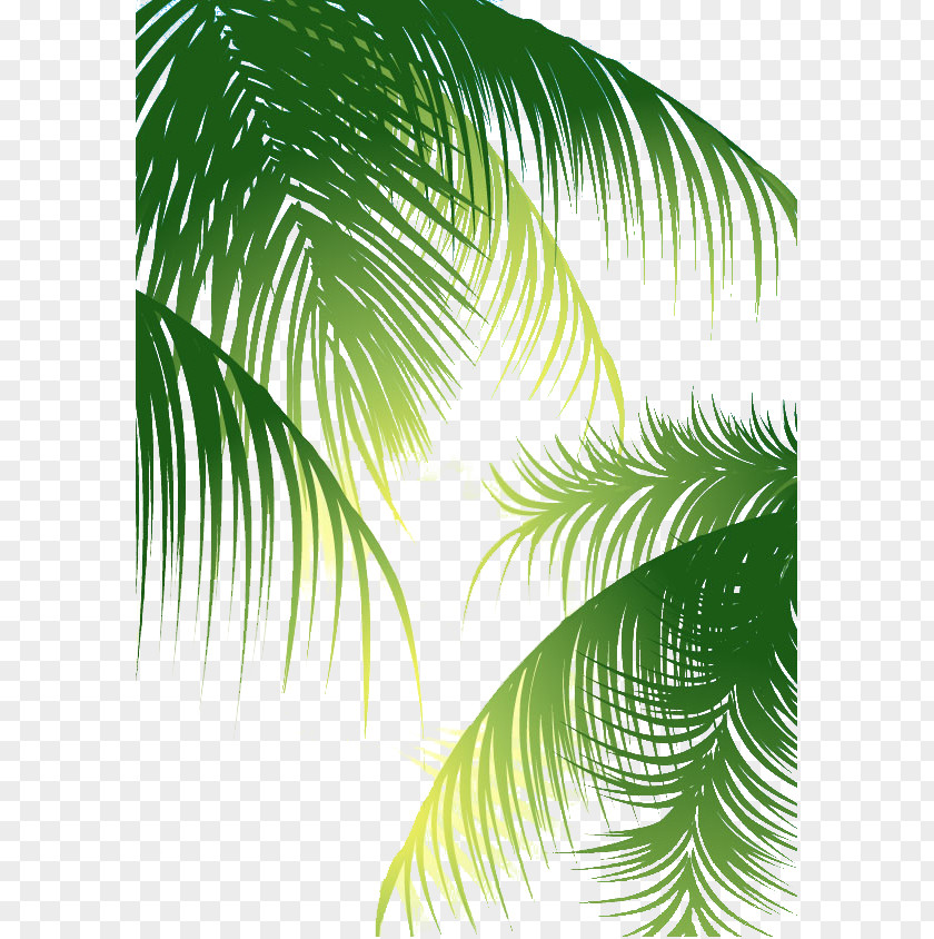 Green Palm Leaves Background Coconut Arecaceae Euclidean Vector PNG