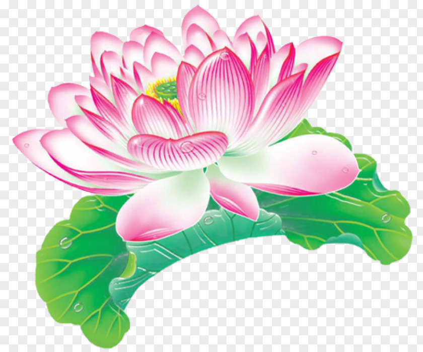 Hand-painted Lotus Nelumbo Nucifera Leaf Aquatic Plant Effect PNG