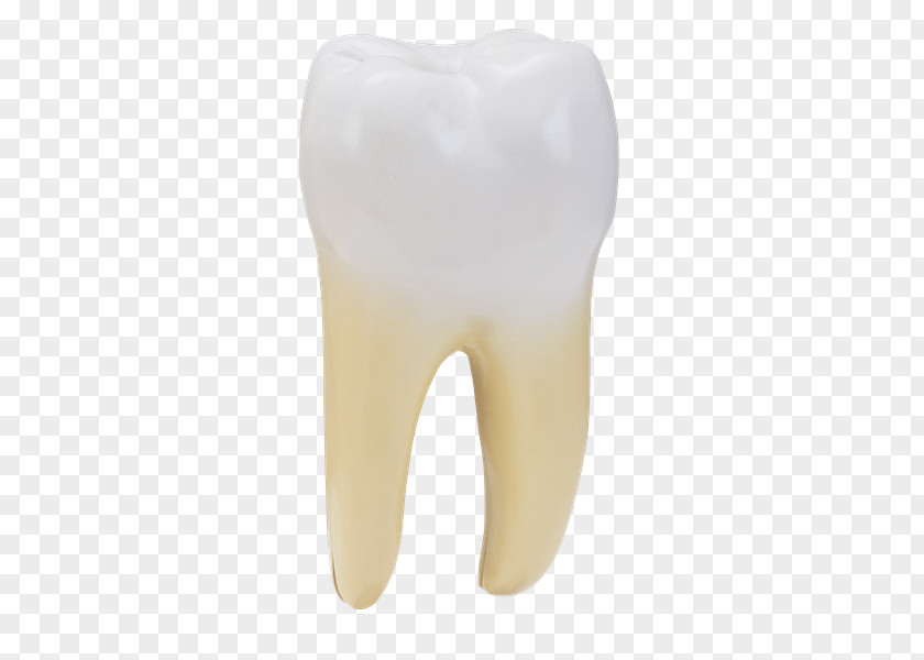 Anatomia Tooth PNG