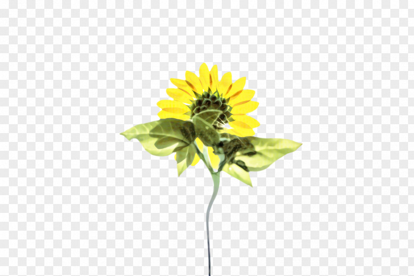 Artificial Flower Asterales Flowers Background PNG