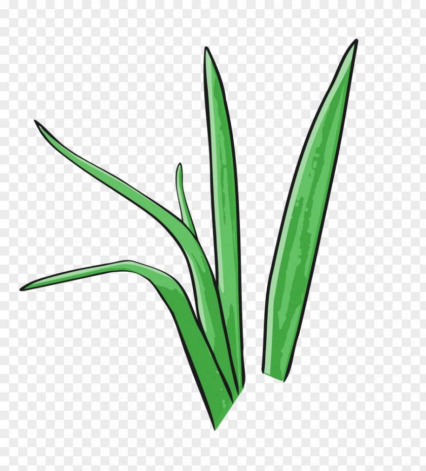 Cartoon Grass Clip Art PNG