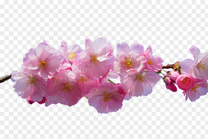 Cherry Blossom Flower East Asian PNG