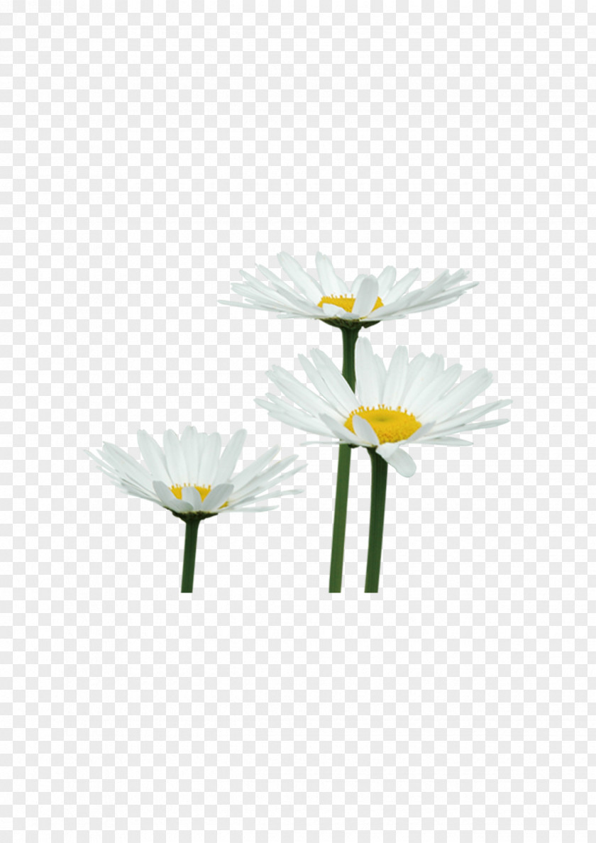 Chrysanthemum Flower Petal Euclidean Vector PNG