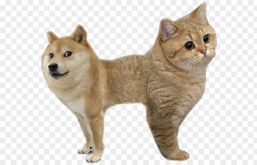 Dogcat Relationship Shiba Inu Doge Cat Animal PNG