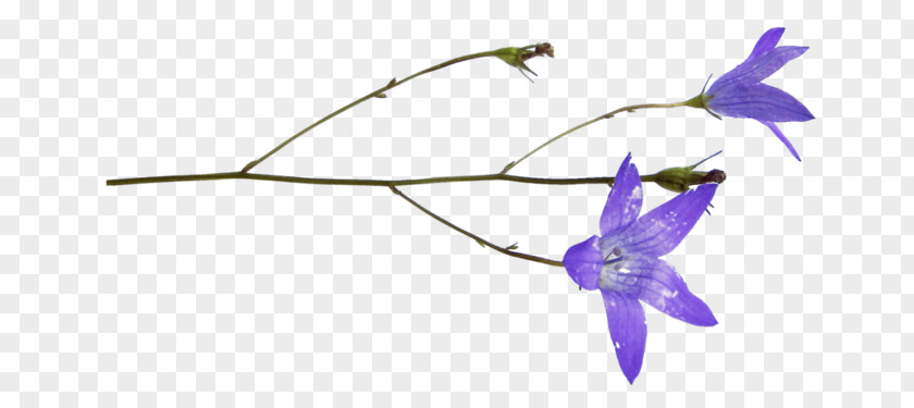 Morning Glory Delphinium Violet Purple Flower Plant Bellflower PNG
