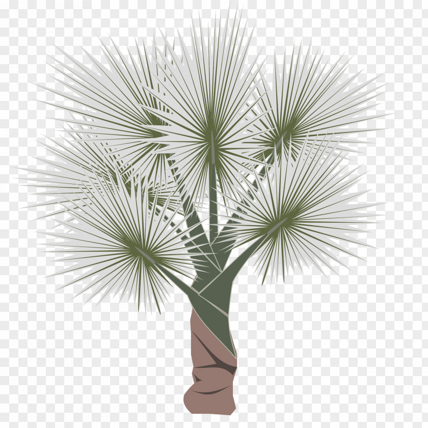 Palm Leaf Arecaceae Clip Art PNG