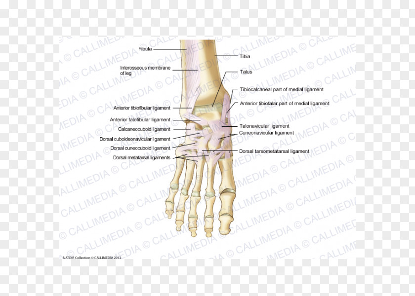 Respiratory System Ligament Foot Anatomy Human Skeleton Dorsum PNG