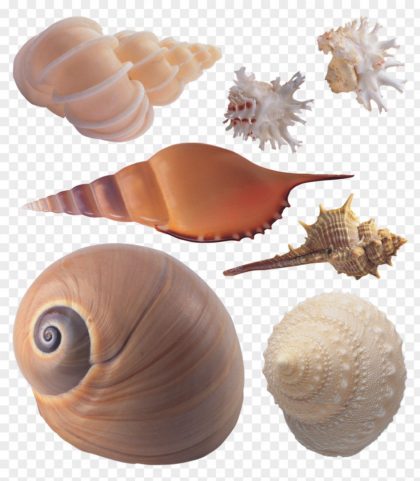 Seashell Sea Snail Conchology PNG