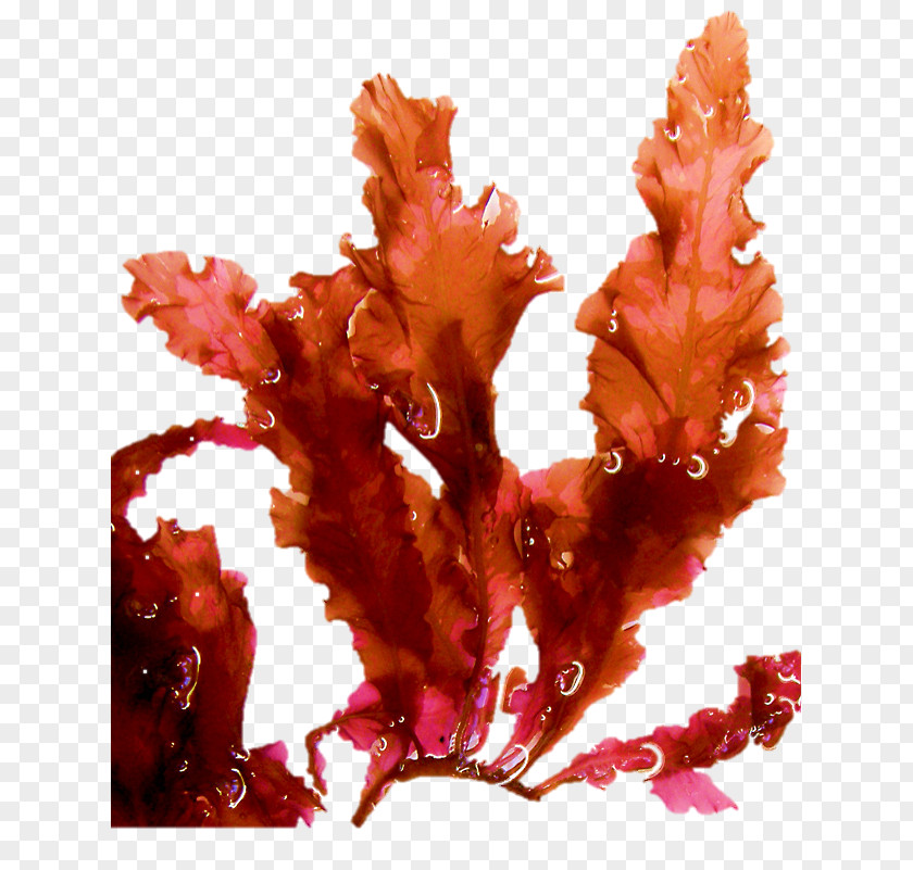 Seaweeds HealTec Debridement Curette Wound Sterilization PNG