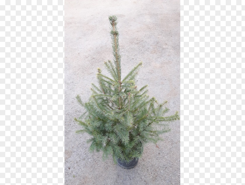 Tree Fir Picea Omorika Norway Spruce Pine PNG