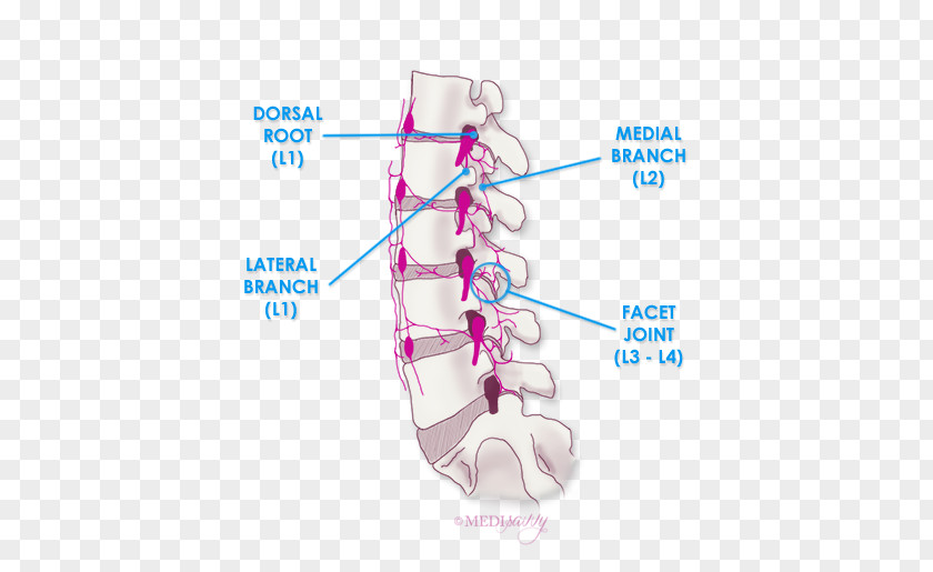 Design Shoe Organism PNG