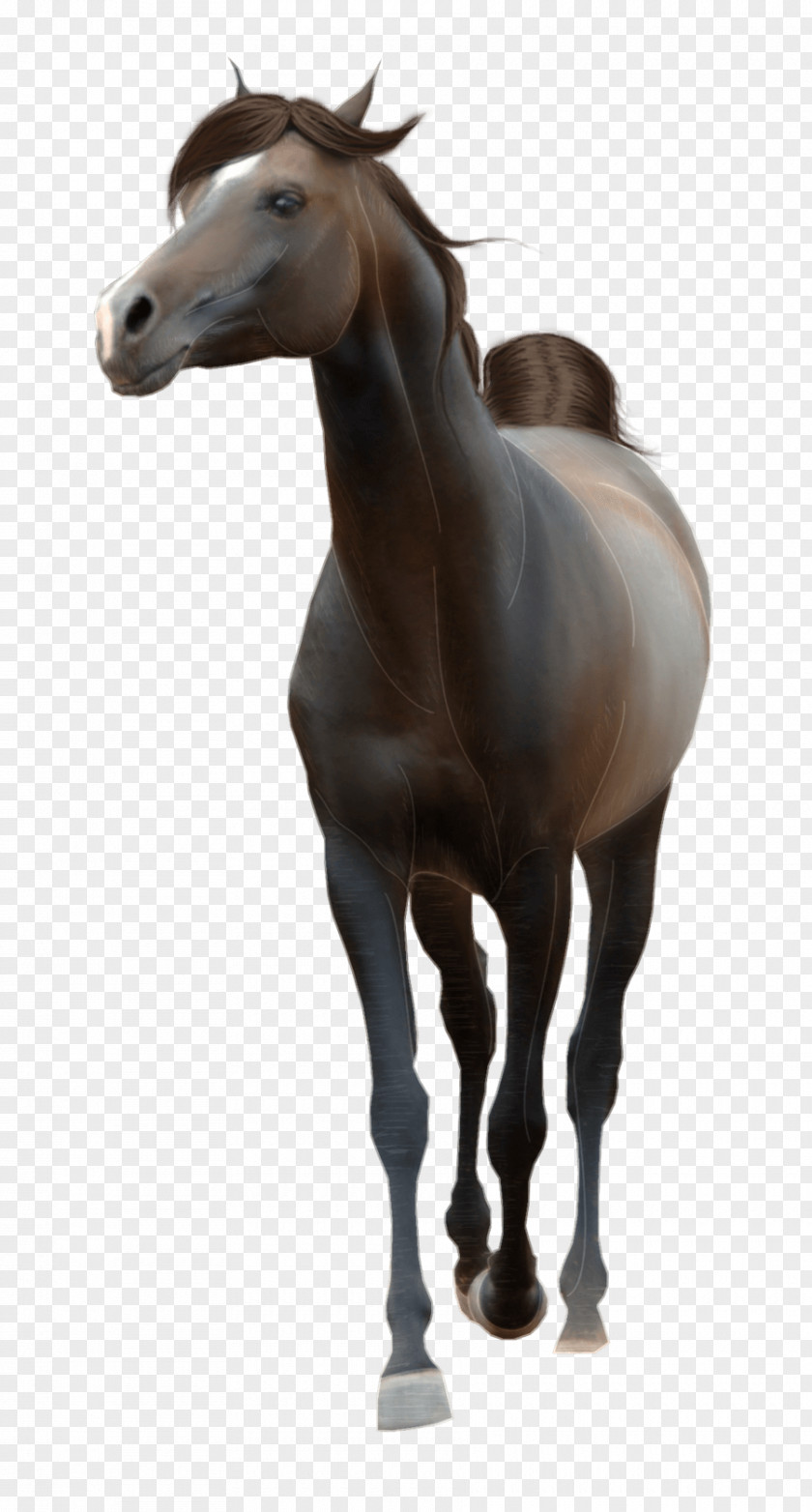 Horse Image Stallion PNG