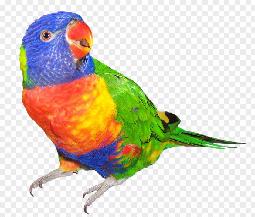 Parrot Rainbow Lorikeet Bird Budgerigar Dog PNG