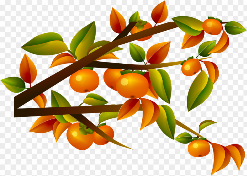 Persimmon Tree Japanese Computer File PNG