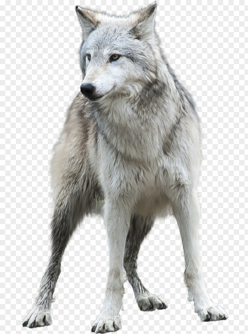 Wolf Arctic Desktop Wallpaper Clip Art PNG