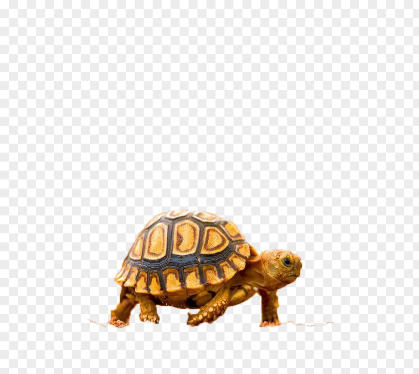 Yellow Turtle Quotation Spanish Feeling PNG