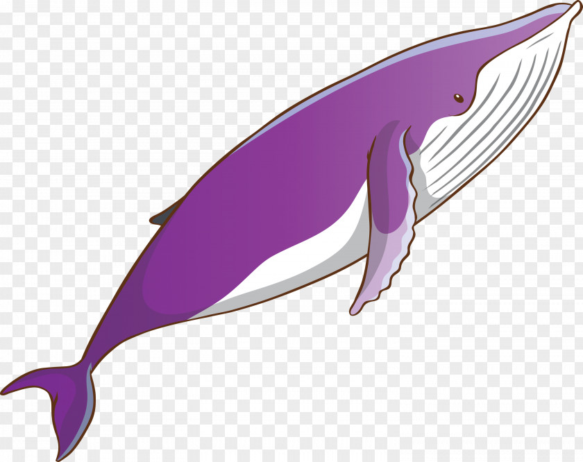 Fin Bottlenose Dolphin Cetacea Blue Whale PNG