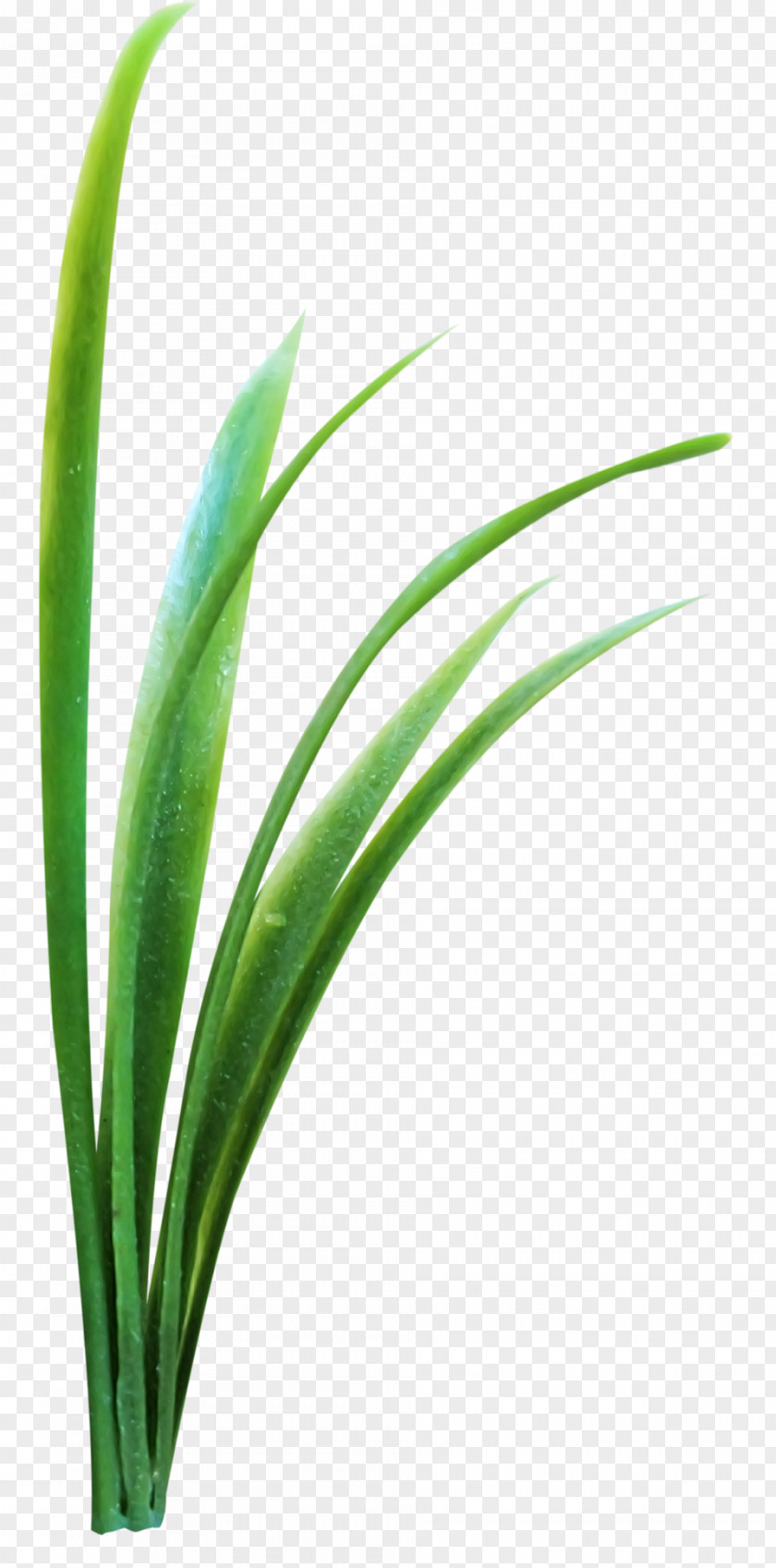 Grass Microchloa Green PNG