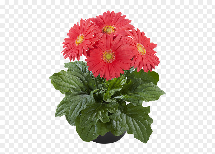 Mexican Flowers Transvaal Daisy Cut Chrysanthemum Plant Super Serie PNG