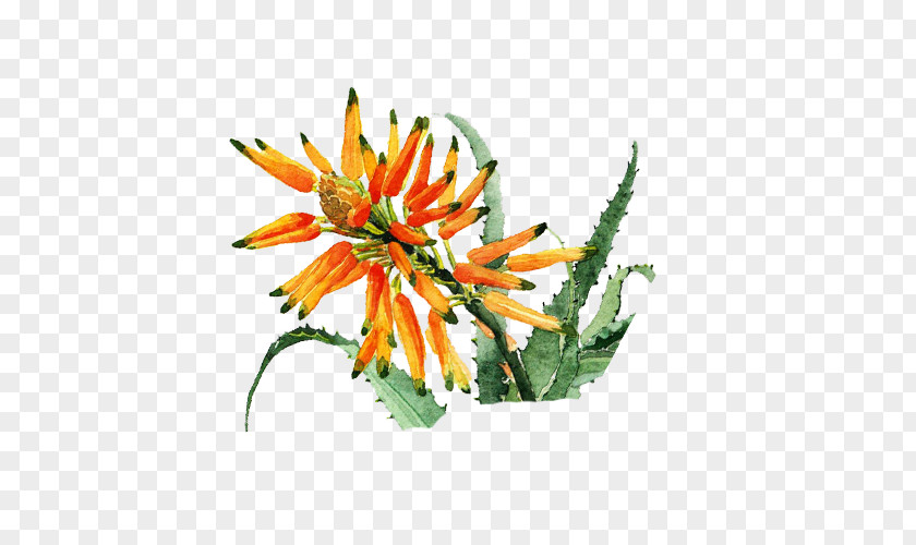 Orange Flower Aloe Floral Design Icon PNG