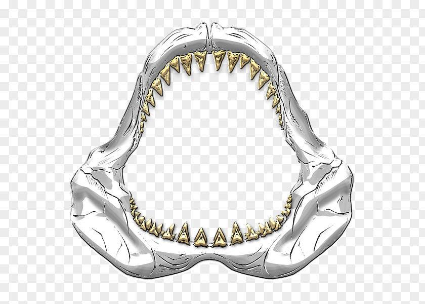 Shark Jaws Great White Hungry Evolution Tooth PNG