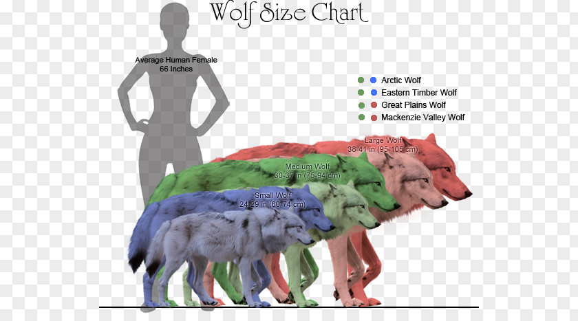 Size Chart Coyote Dog Dire Wolf Northwestern Canidae PNG
