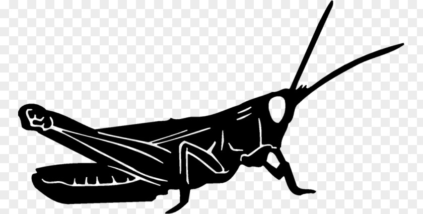 Butterfly Insect Grasshopper Decal Wing PNG