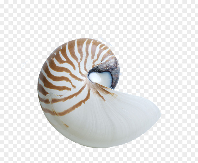 Conch Chambered Nautilus Seashell Sea Snail PNG