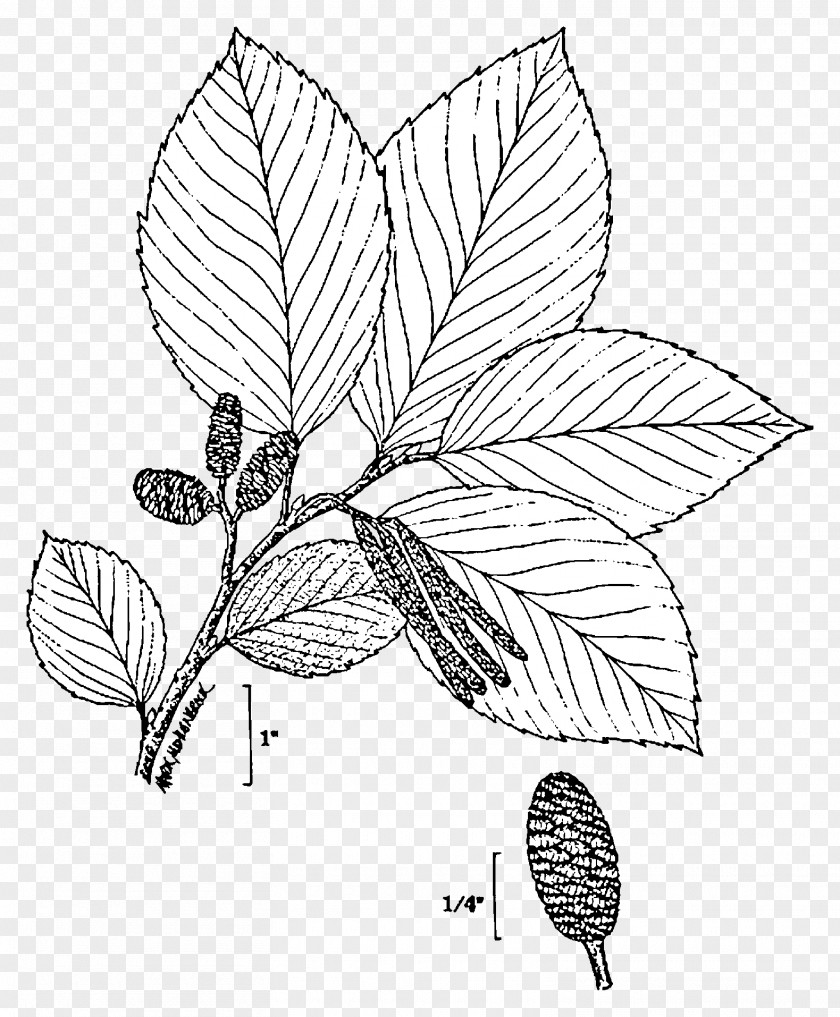Doodle Plant Alnus Glutinosa Incana Rugosa Tree Rhombifolia PNG