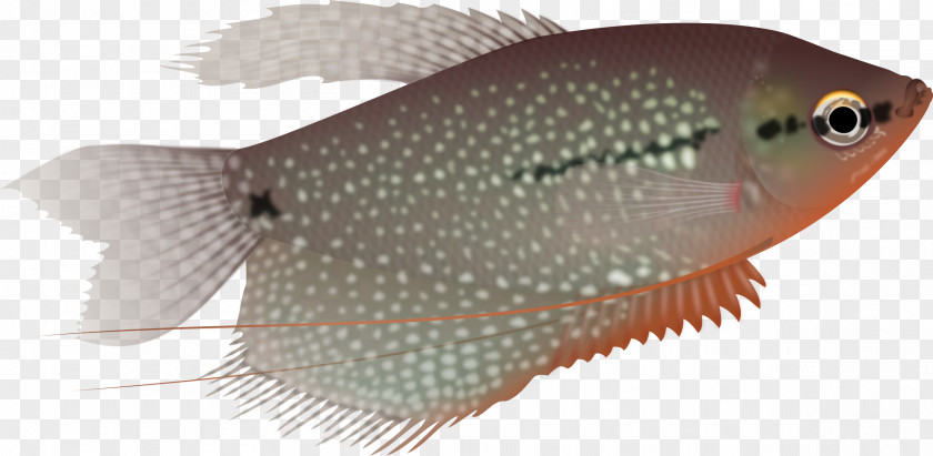 Fish Pearl Gourami Trichogaster Aquarium Three Spot PNG