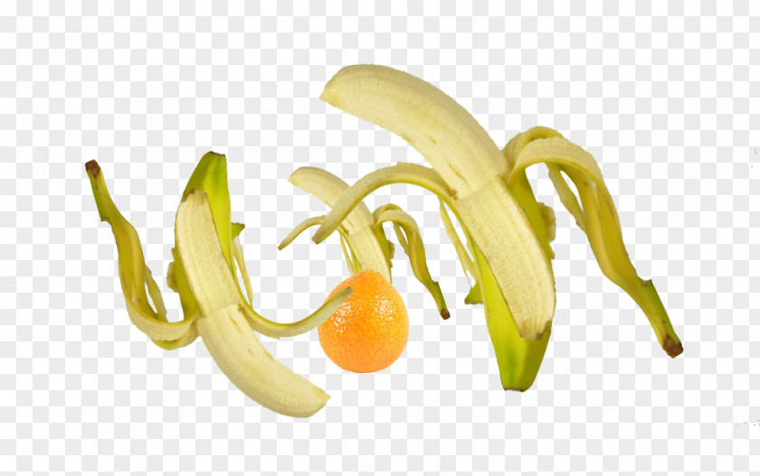 Fruit Fly Banana Food Gratis PNG