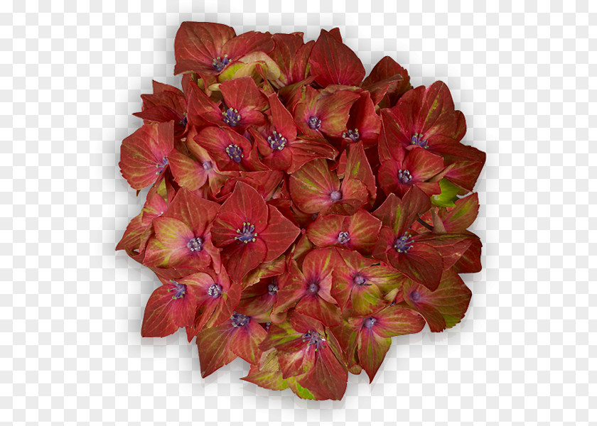 Leaf Petal Cut Flowers PNG