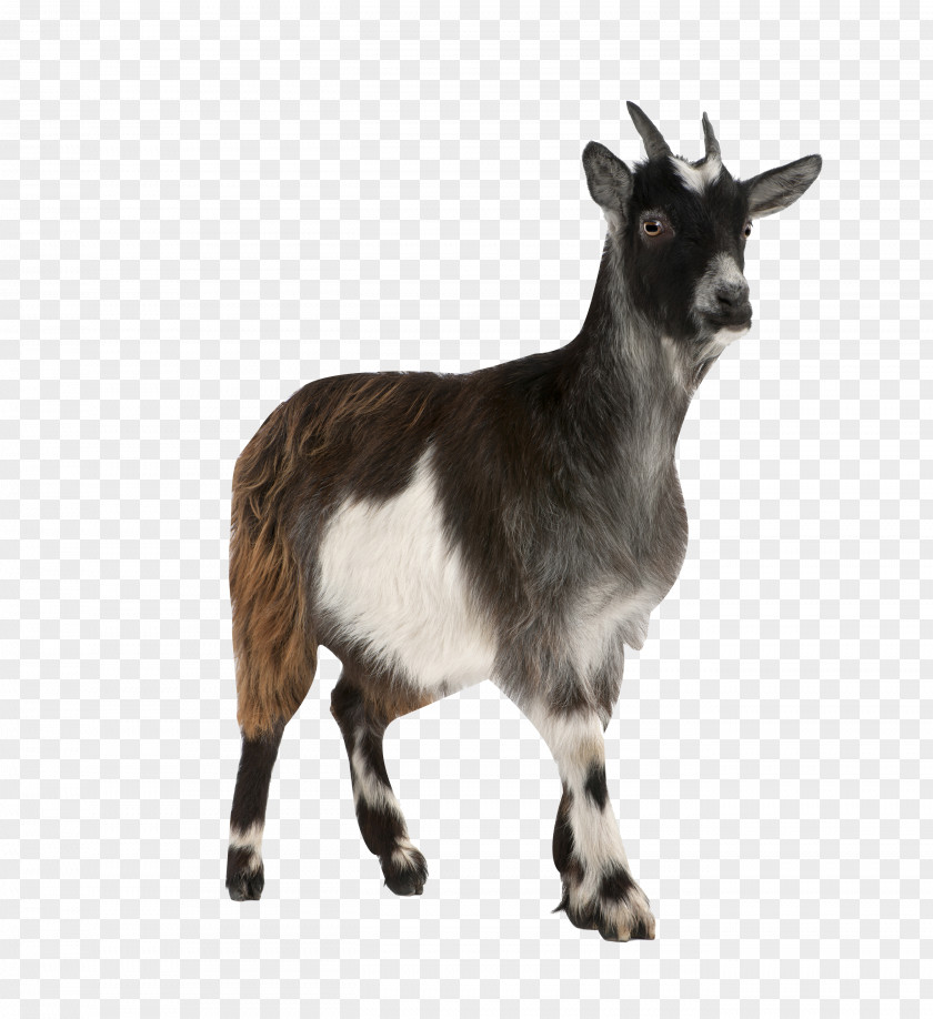 Over Pygmy Goat Toggenburg Russian White Stock Photography Mountain PNG
