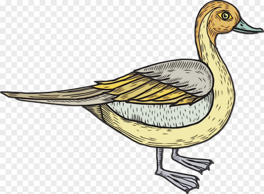 Pintail Livestock Duck Cartoon PNG