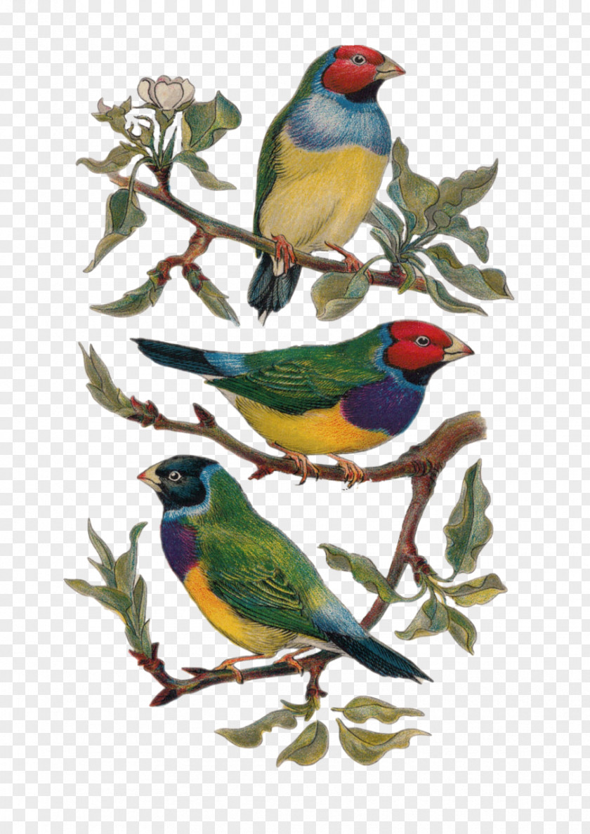 Birds Drawing Vintage Image Bird Pixabay PNG