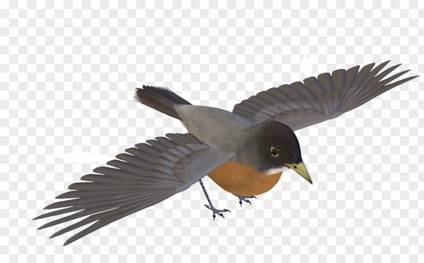 Birds Images Bird MPEG-4 Part 14 Beak PNG