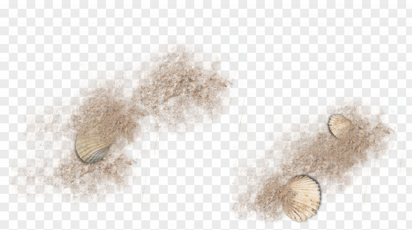 Brown Sand Scallop Fur PNG