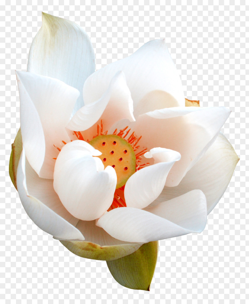 Lotus Pictures Photography Albom Clip Art PNG