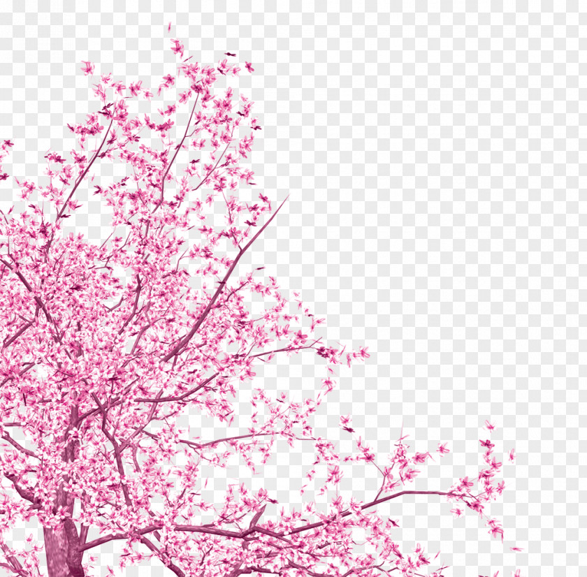 Pink Flowers National Cherry Blossom Festival Tree PNG