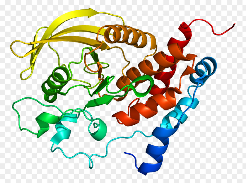 Protein Tyrosine Phosphatase Gene Receptor PNG