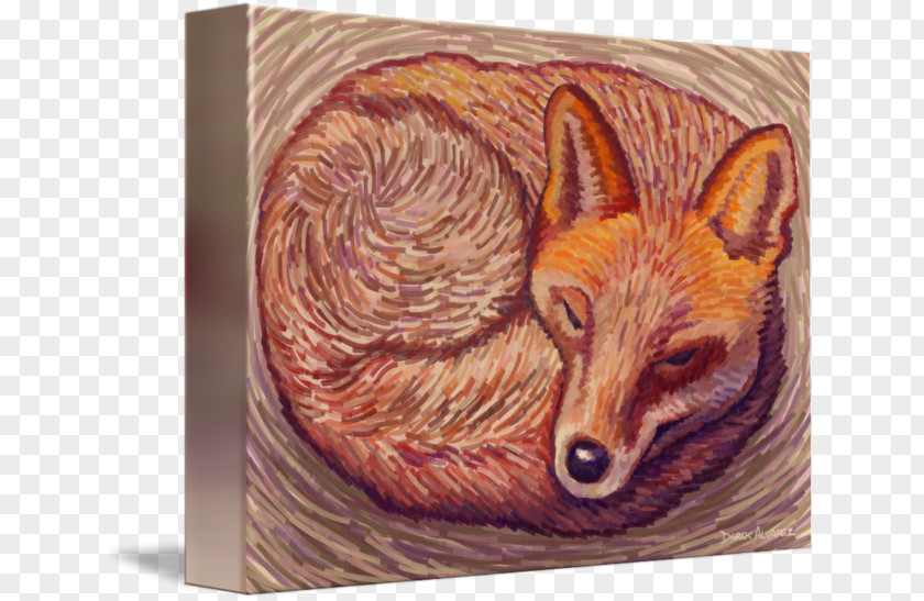 Fox Sleeping Red Snout PNG