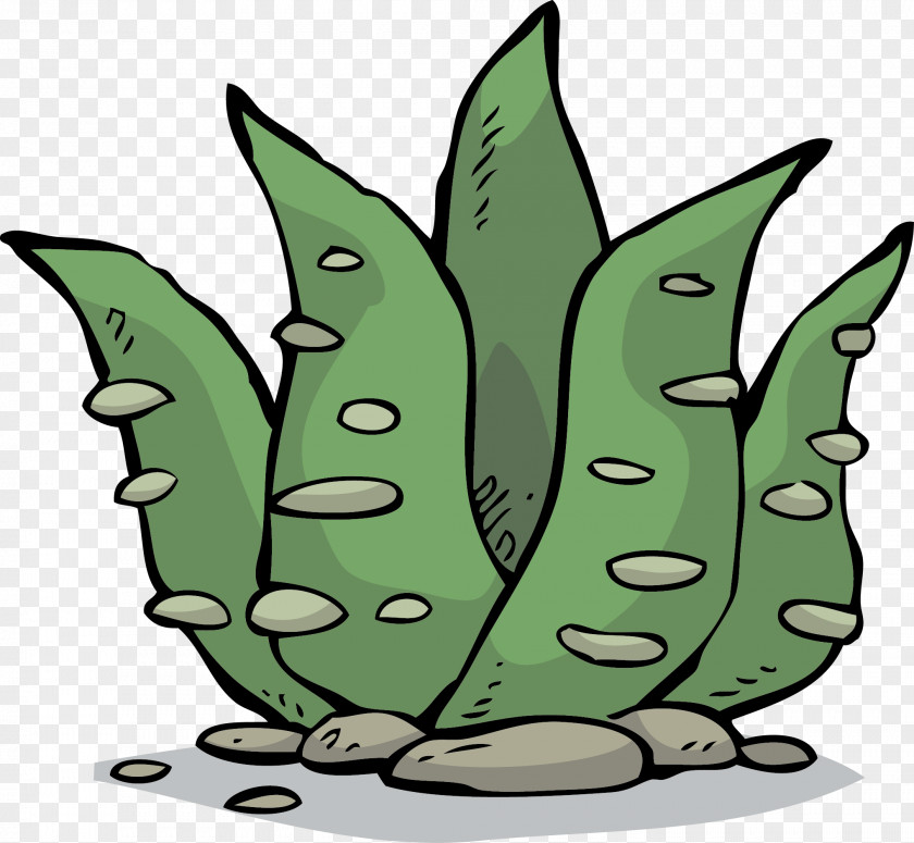 Hand-painted Aloe Vera Stock Photography Euclidean Vector PNG