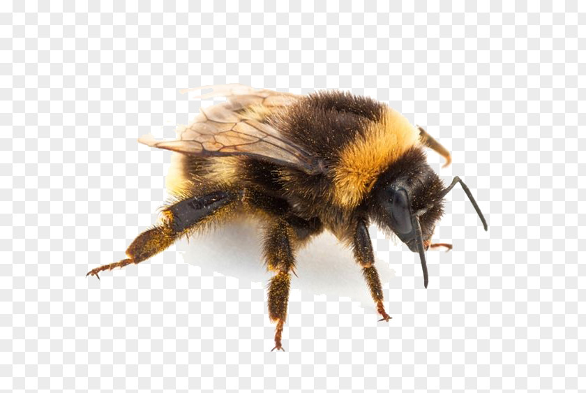 Insect Pic Bumblebee Hornet Bites And Stings PNG