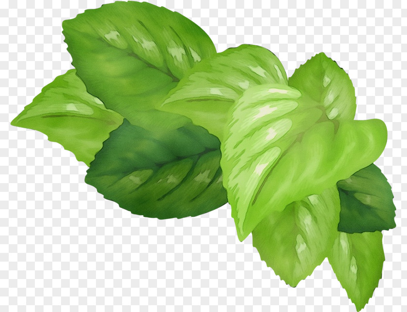 Flowering Plant Leaf Vegetable Basil Flower PNG