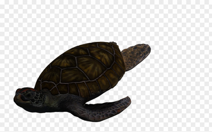 Green Sea Turtle Box Turtles Tortoise PNG